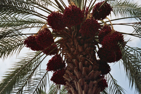 date palm in desert. Palm Desert was originally